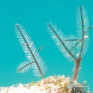 Cnidaires » Hydraire
