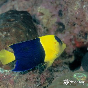 Vertébrés » Poissons osseux » Poisson-ange