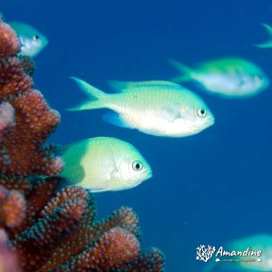 Vertébrés » Poissons osseux » Poisson-demoiselle