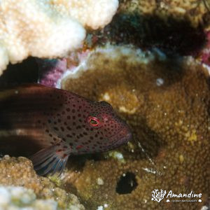 Vertébrés » Poissons osseux » Poisson-épervier