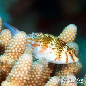 Vertébrés » Poissons osseux » Poisson-épervier