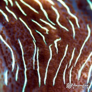Mollusques » Bivalve » Bénitier