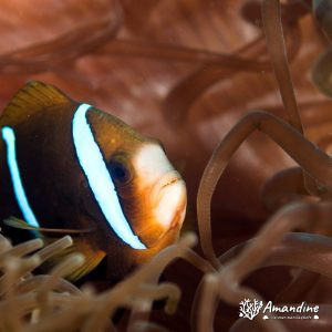 Vertébrés » Poissons osseux » Poisson-clown