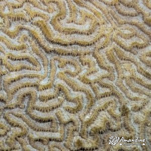 Cnidaires » Hexacolliaires » Corail dur