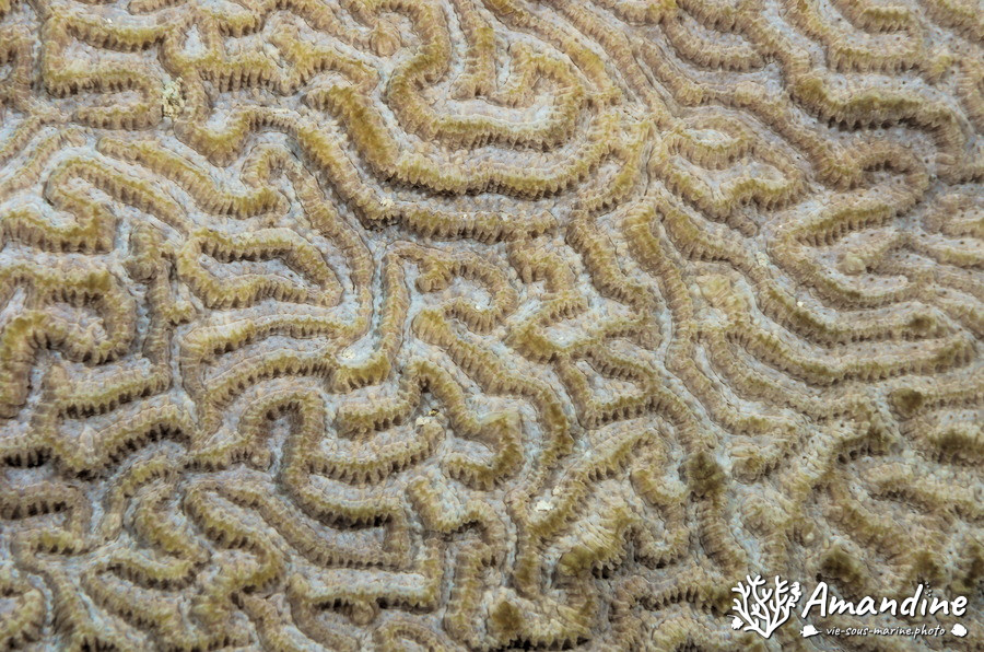 Corail dur