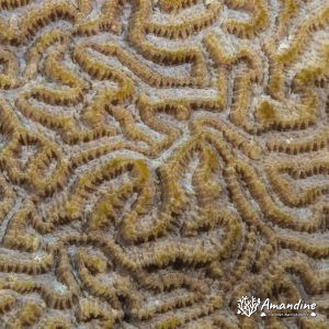 Cnidaires » Hexacolliaires » Corail dur