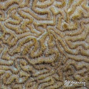 Cnidaires » Hexacolliaires » Corail dur