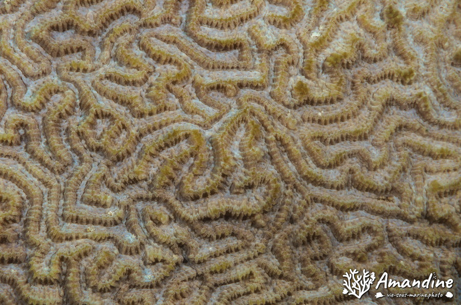Corail dur