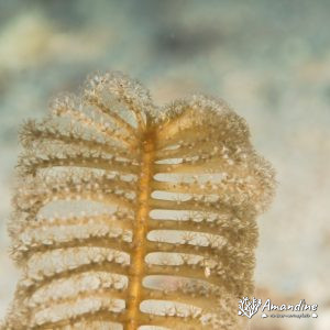 Cnidaires » Octocoralliaires » Pennatules