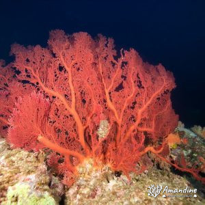 Cnidaires » Octocoralliaires » Gorgone