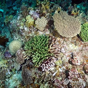 Cnidaires » Hexacolliaires » Corail dur