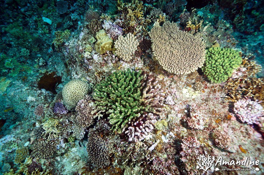 Corail dur