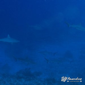 Vertébrés » Poissons cartilagineux » Requin
