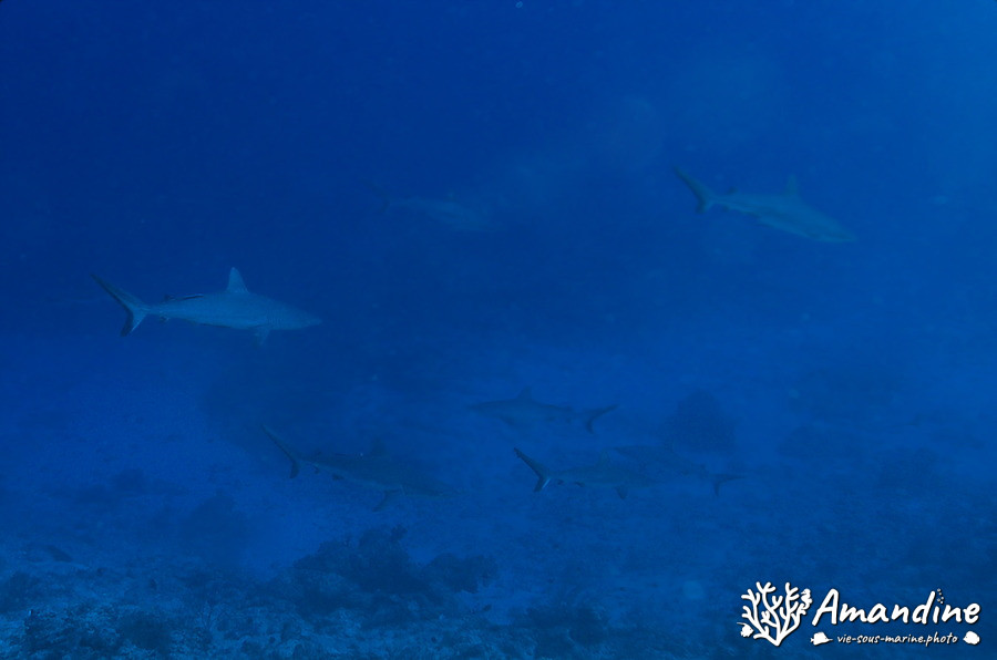 Requin