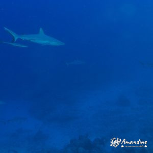 Vertébrés » Poissons cartilagineux » Requin