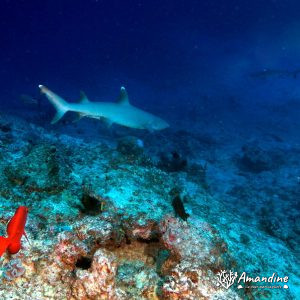 Vertébrés » Poissons cartilagineux » Requin