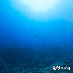 Vertébrés » Poissons cartilagineux » Requin