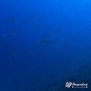 Vertébrés » Poissons cartilagineux » Requin