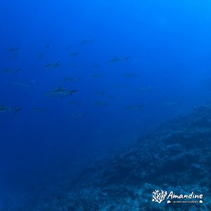 Vertébrés » Poissons cartilagineux » Requin