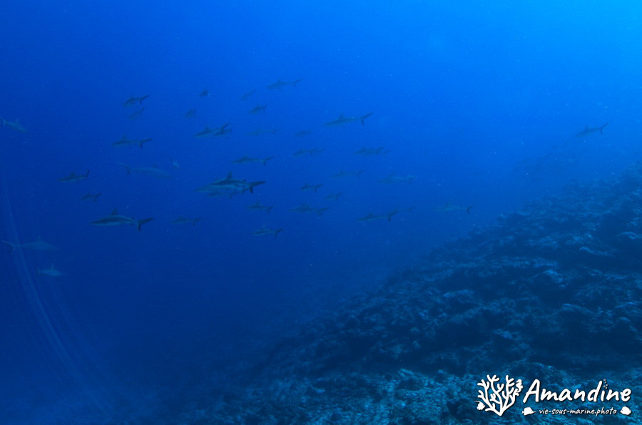 Requin