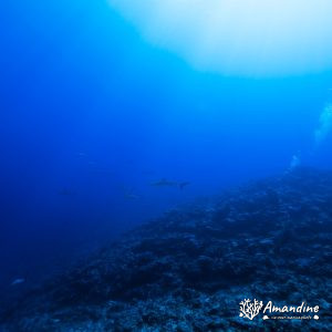 Vertébrés » Poissons cartilagineux » Requin