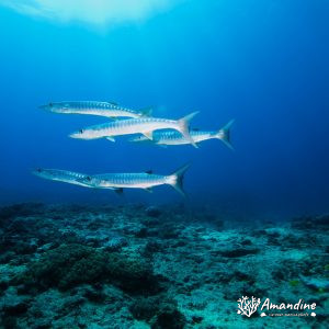 Vertébrés » Poissons osseux » Barracouda