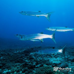 Vertébrés » Poissons osseux » Barracouda