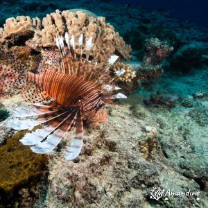 Vertébrés » Poissons osseux » Rascasse » Pterois volitans