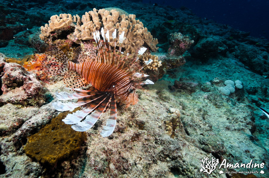 Pterois volitans