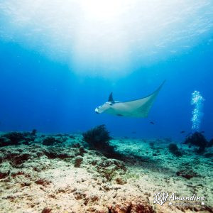 Vertébrés » Poissons cartilagineux » Raie » Mobula alfredi