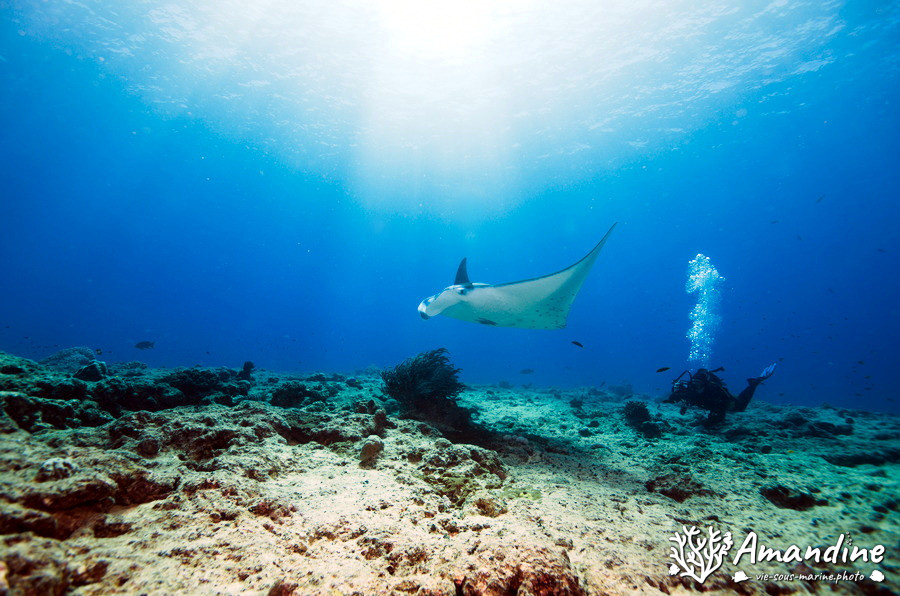 Mobula alfredi