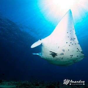 Vertébrés » Poissons cartilagineux » Raie » Mobula alfredi