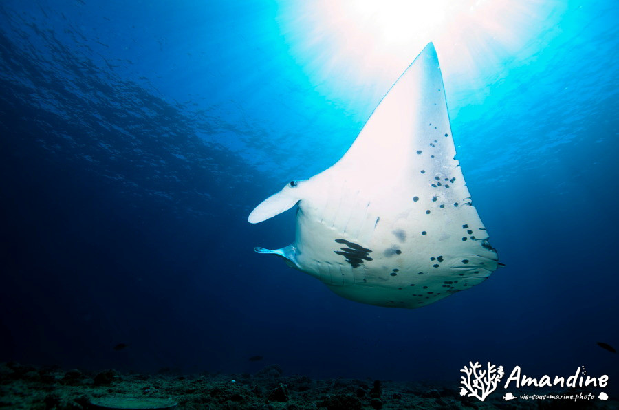 Mobula alfredi