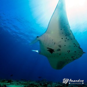 Vertébrés » Poissons cartilagineux » Raie » Mobula alfredi