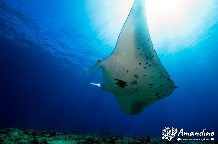 Mobula alfredi