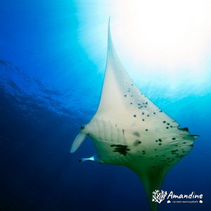 Vertébrés » Poissons cartilagineux » Raie » Mobula alfredi