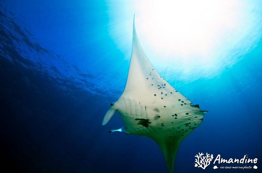 Mobula alfredi