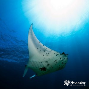 Vertébrés » Poissons cartilagineux » Raie » Mobula alfredi