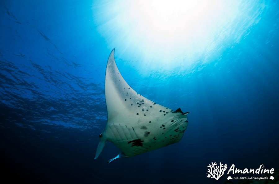 Mobula alfredi