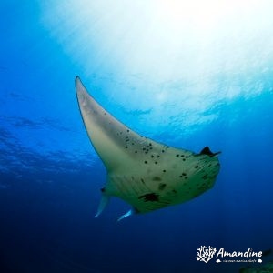 Vertébrés » Poissons cartilagineux » Raie » Mobula alfredi