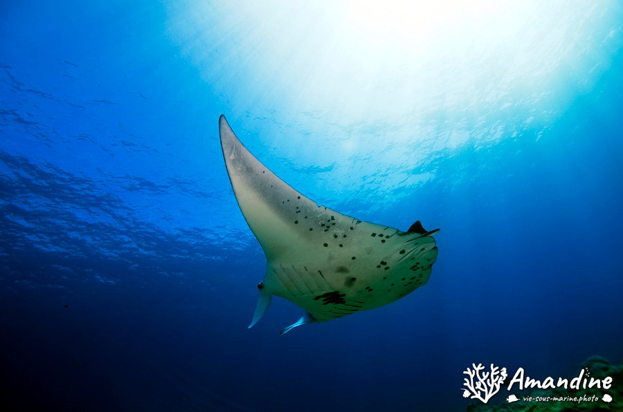 Mobula alfredi