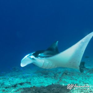 Vertébrés » Poissons cartilagineux » Raie » Mobula alfredi