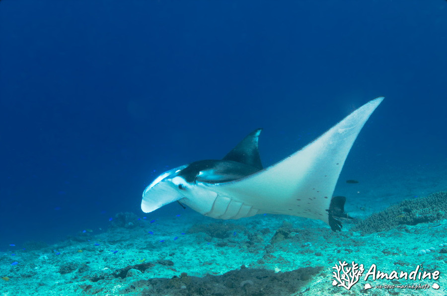Mobula alfredi