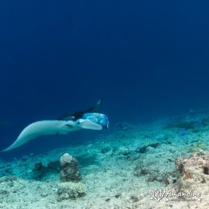 Vertébrés » Poissons cartilagineux » Raie » Mobula alfredi