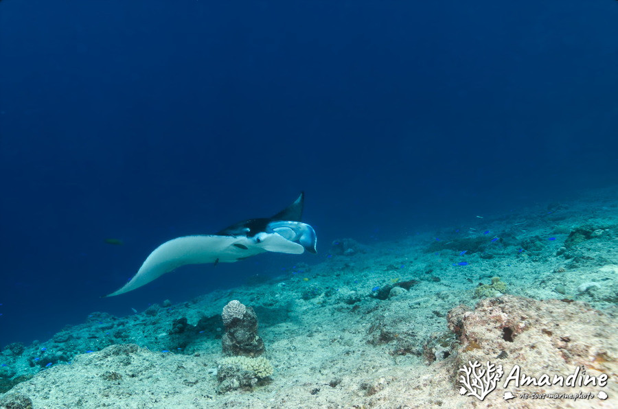 Mobula alfredi
