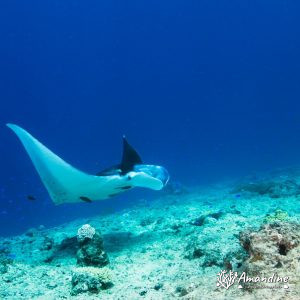 Vertébrés » Poissons cartilagineux » Raie » Mobula alfredi