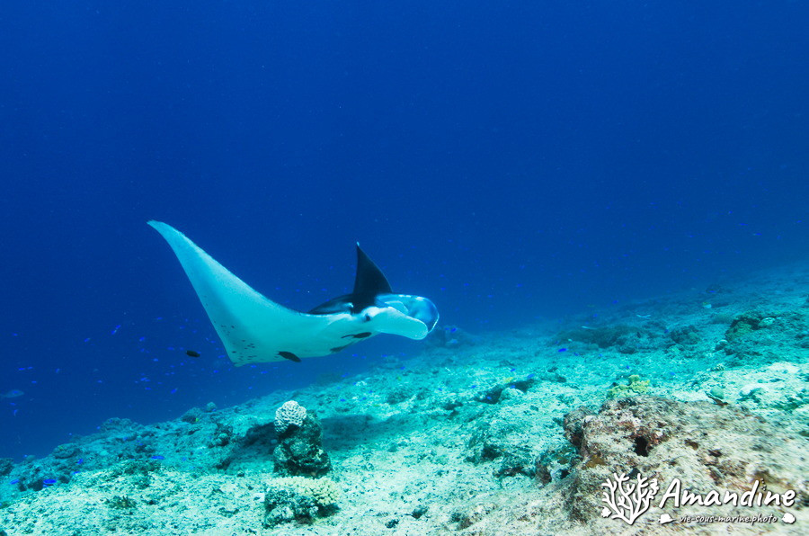 Mobula alfredi
