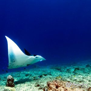 Vertébrés » Poissons cartilagineux » Raie » Mobula alfredi