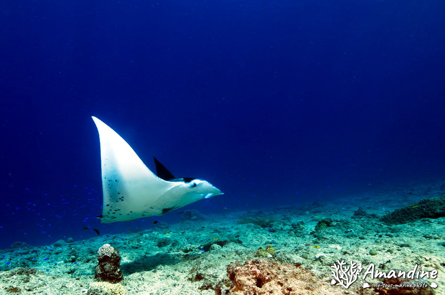Mobula alfredi