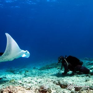 Vertébrés » Poissons cartilagineux » Raie » Mobula alfredi